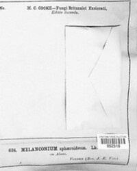 Melanconium sphaeroideum image